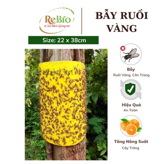 BẪY RUỒI VÀNG bẫy dính ruồi đục trái, ruồi vàng, ruồi giấm côn trùng hại cây