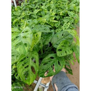 Cây trầu bà lổ