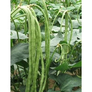 Hạt giống đậu đũa lùn thái lan