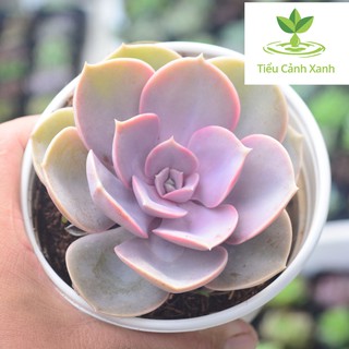 Sen đá hồng phấn - Sen đá số 3