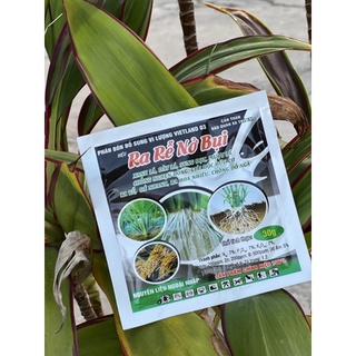 Xanh lá, dày lá, sung đọt, mượt lá, ra rể nhanh, chống đổ ngã