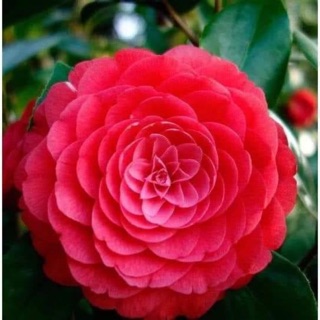 Cây hoa trà my cung đình