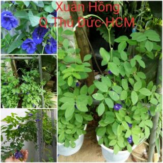 Chậu cây hoa đậu biếc trưởng thành đang bôn
