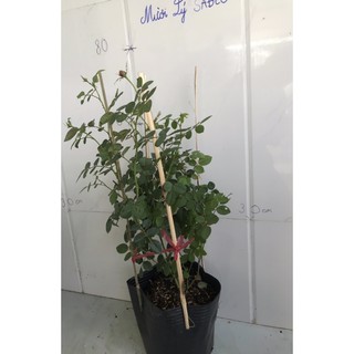 Hoa hồng Dream Light