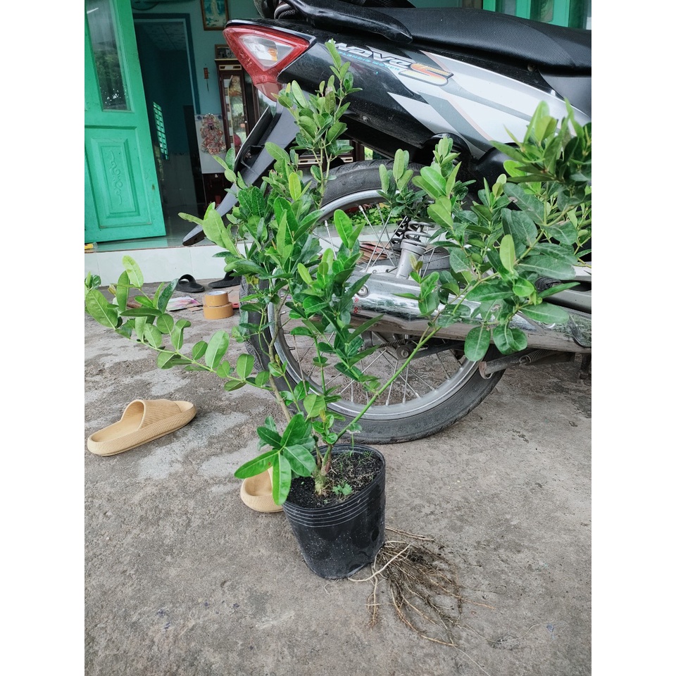 Cây siro lỡ giá 45k. Trồng làm kiểng. Trái rất đẹp