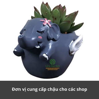 [ Quà Tặng Kèm ] chậu cây voi tím than có cánh