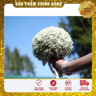 Hạt Giống Hoa Baby Trắng 50 hạt