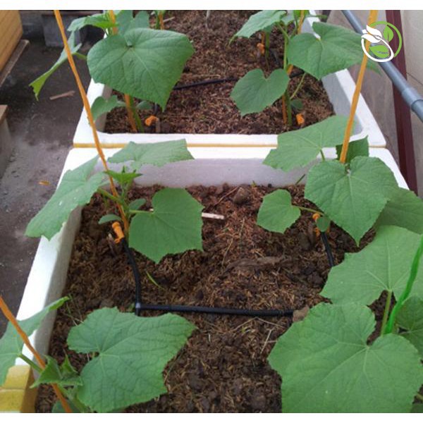 Hạt Giống Dưa Leo F1 Siêu Năng Suất PN-636 Phú Nông - Gói 1g - Cucumber Super-Yield-636