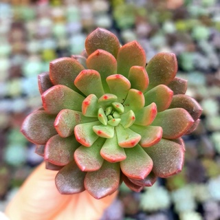 SEN ĐÁ RUBY ĐỎ MÀU SIÊU ĐẸP