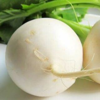 Củ cải chery trắng .giongcaynhap