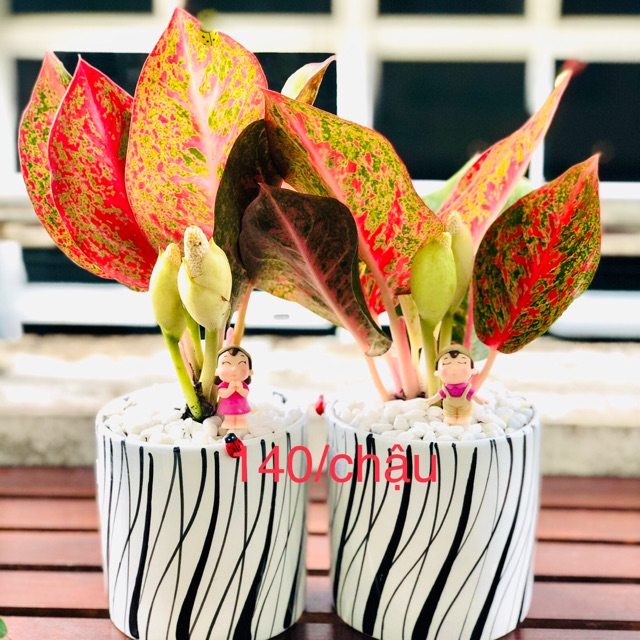 Chậu vạn lộc để bàn