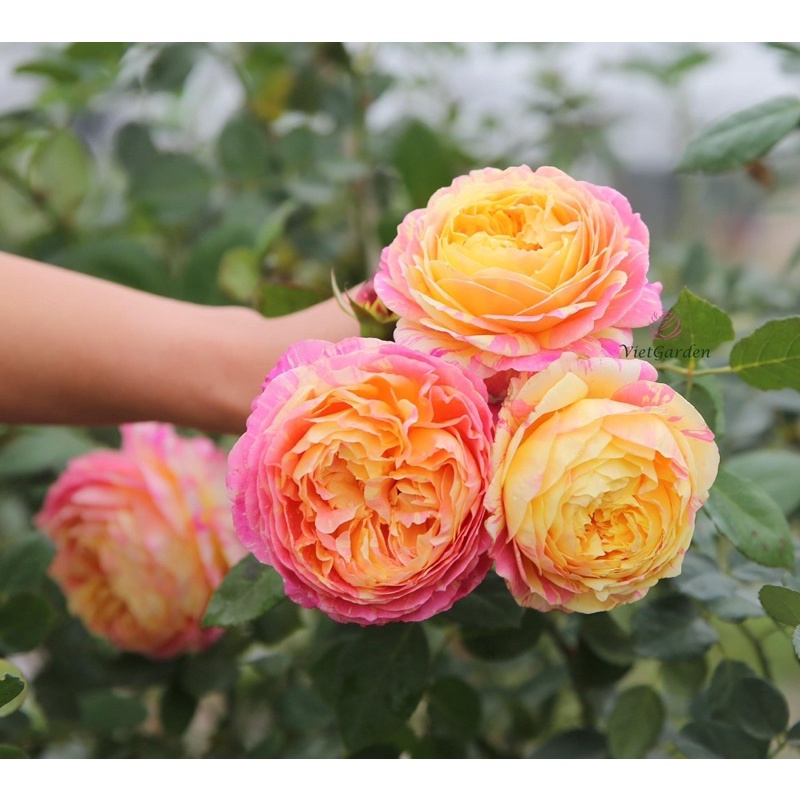Hoa hồng ngoại Claude Monet rose - hồng bụi, siêng hoa, dễ trồng