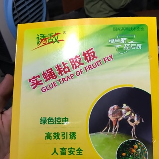 Bẫy diệt Côn trùng ruồi vàng chích hút