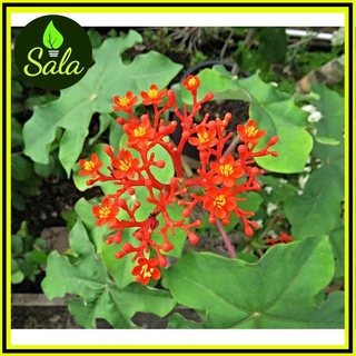 CÂY SEN TÀU, CÂY NGÔ ĐỒNG