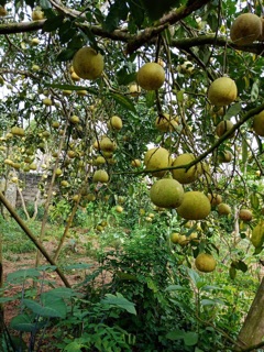 Bưởi Đoan Hùng