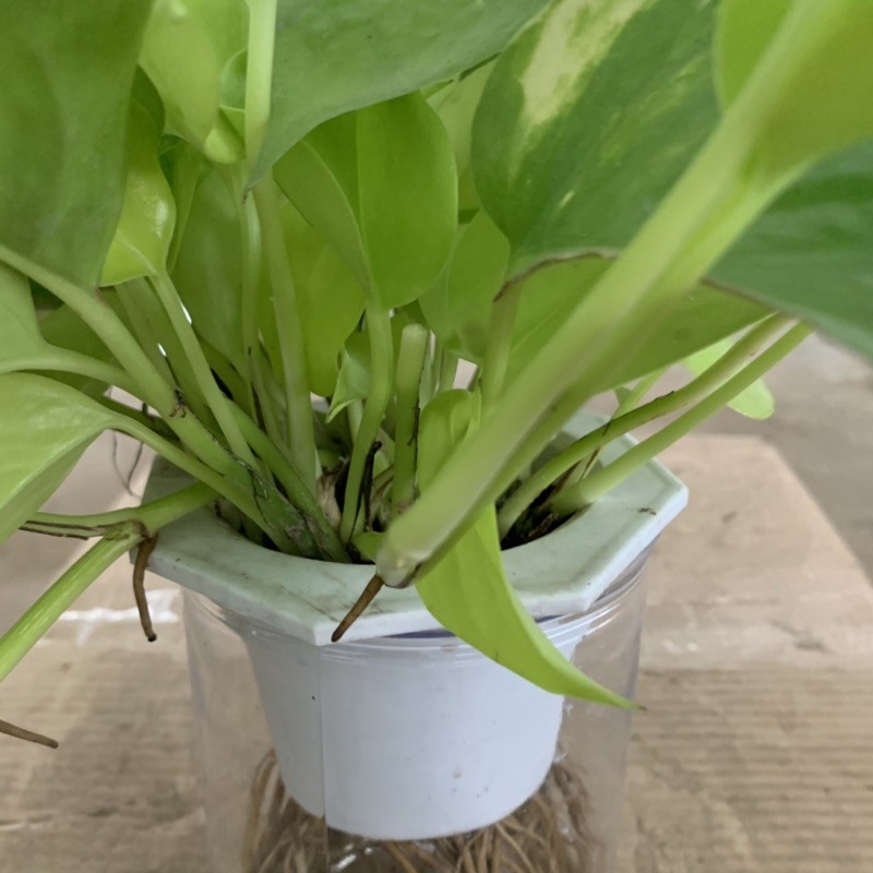 Cây vạn niên thanh thuỷ sinh lá sáng bán kính 25-30cm, cây phong thuỷ xanh tươi quanh năm, trồng nội thất và để bàn