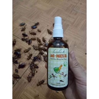 Diệt gián nhà bếp - an toàn bát đũa, thực phẩm