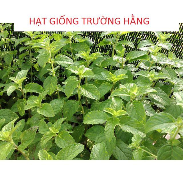 Hạt Giống Húng Bạc Hà Húng Lủi 50 hạt