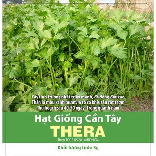 [Rạng Đông] Hạt Giống Rau Cần Tây Thera Gói 5g Xanh Chịu Nhiệt, Năng Suất