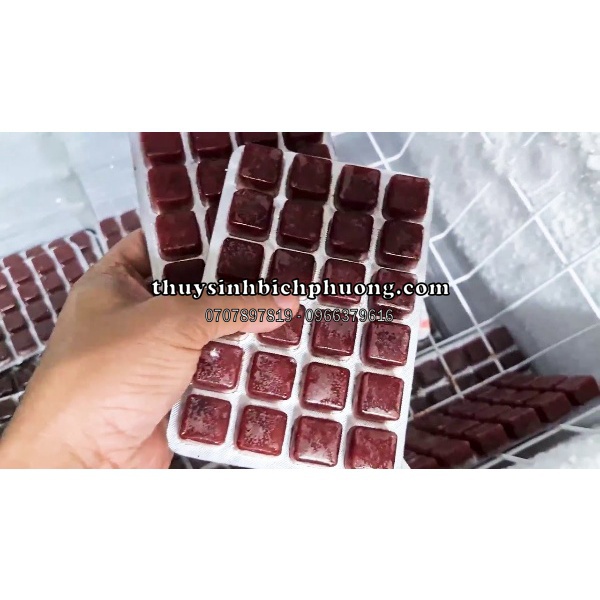 TRÙNG HUYẾT ĐÔNG LẠNH 1 THẺ NHƯ HÌNH - THỨC ĂN CHO CÁ CẢNH THỦY SINH