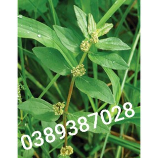 cây cỏ sữa(vú sữa đất),1kg
