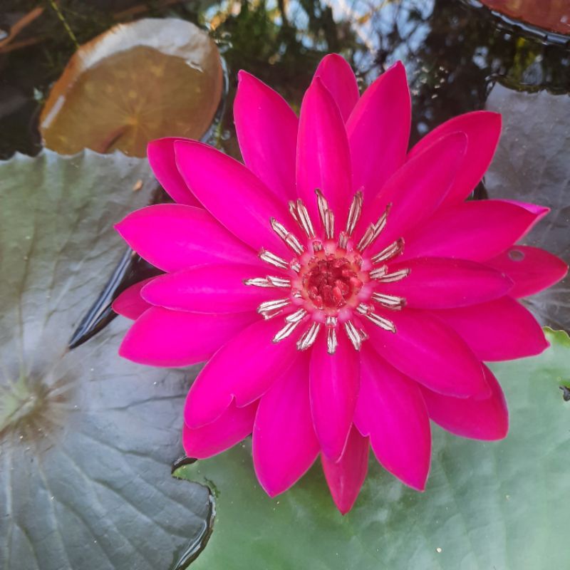 Hoa Súng Mĩ Màu Đỏ.trắng