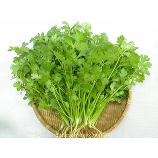 Hạt giống rau Ngò Rí / Rau Mùi