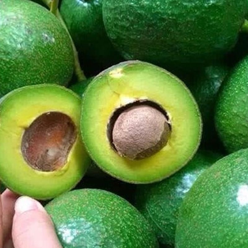 Bơ Sáp Đăk Lăk Thơm bùi Ngon ngọt giao Hỏa tốc