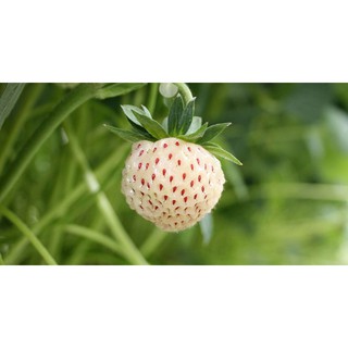 Hạt giống dâu tây trắng