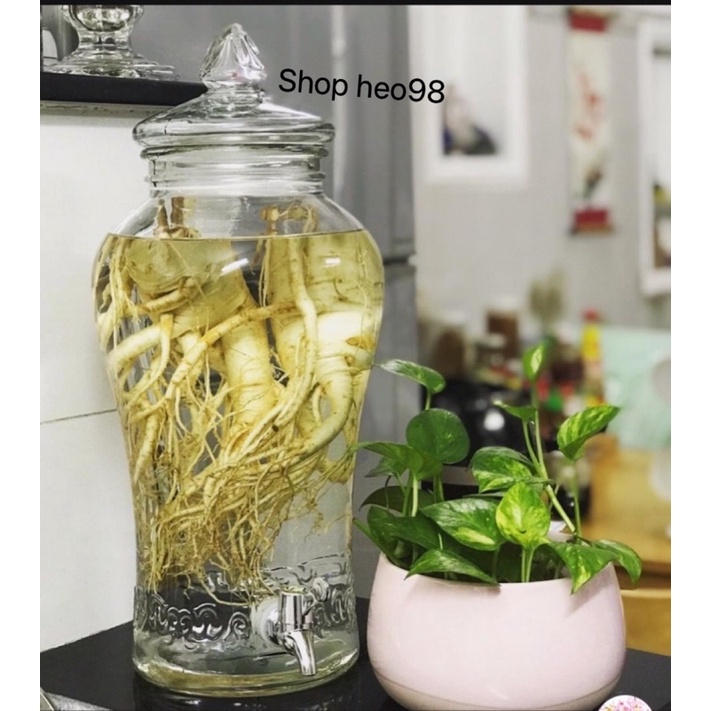 Bình Thuỷ Tinh Sâm Chân Mây 6 Lít, 10 Lít Có vòi và Không vòi