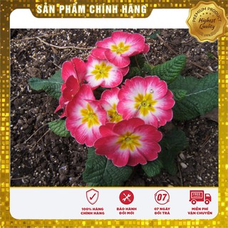 Bộ gói hạt giống Báo xuân
