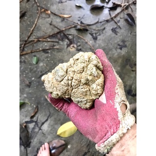 Đá Da Voi mini siêu vân 1kg