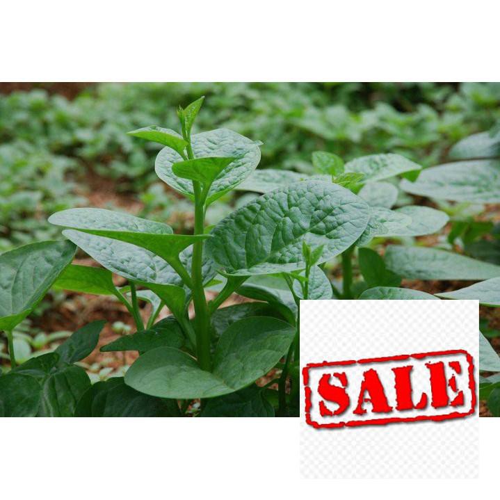 Gói 10 gr  giống rau mùng tơi SALE