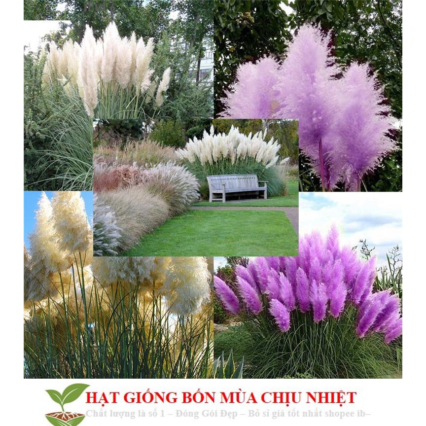 Gói 10 Hạt Giống Cỏ Bông Lau Mỹ - Mix Hồng Trắng (Cortaderia selloana) luckyseed hạt siêu rẻ