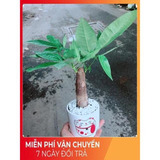 Chậu kim ngân 1 thân