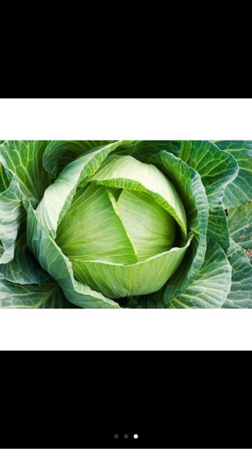 Hạt giống bắp cải Sakata- gói 1 gam