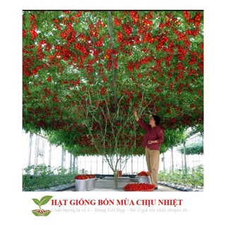 Cà Chua Bạch Tuộc ( Cà chua leo giàn) 10 hạt