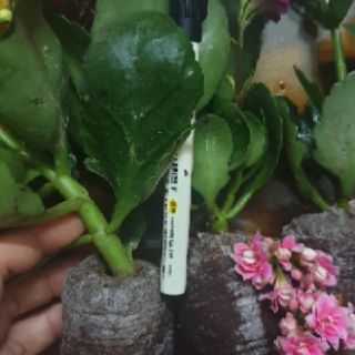 Combo#5 Cây con giống sống đời kép(mix màu)