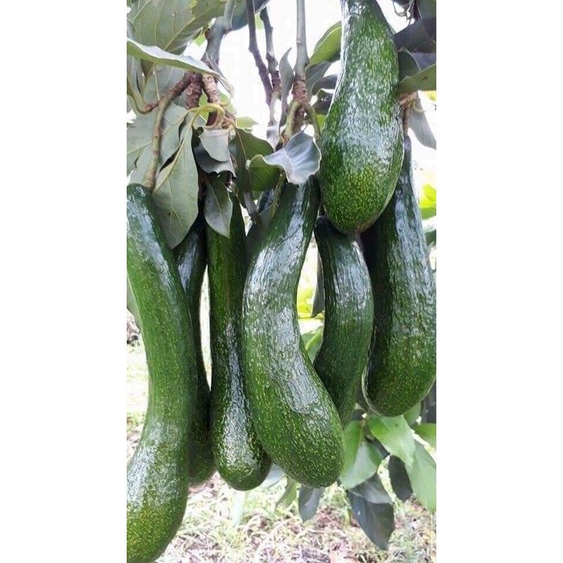 Bơ 034 LĐ  hàng sẵn tại HCM size 2,3 | BigBuy360 - bigbuy360.vn