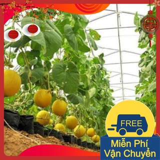Combo 3 Gói Hạt Giống Dưa Lê Kim Hương Cô Nương