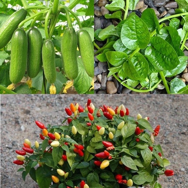 Phân hữu cơ RR Rapid Raiser nhập khẩu từ Úc gói 5kg