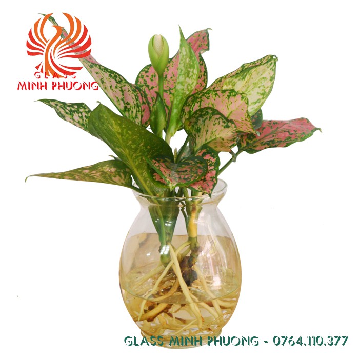 BÌNH THỦY TINH NUÔI CÁ ĐỂ BÀN,CHẬU CÁ THỦY TINH MINI,BÌNH THỦY TINH TRỒNG CÂY THỦY SINH BDN