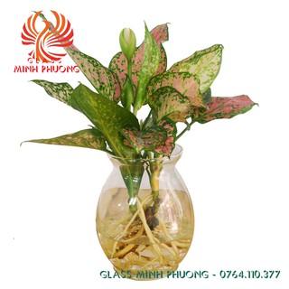 BÌNH THỦY TINH NUÔI CÁ ĐỂ BÀN,CHẬU CÁ THỦY TINH MINI,BÌNH THỦY TINH TRỒNG CÂY THỦY SINH BDN