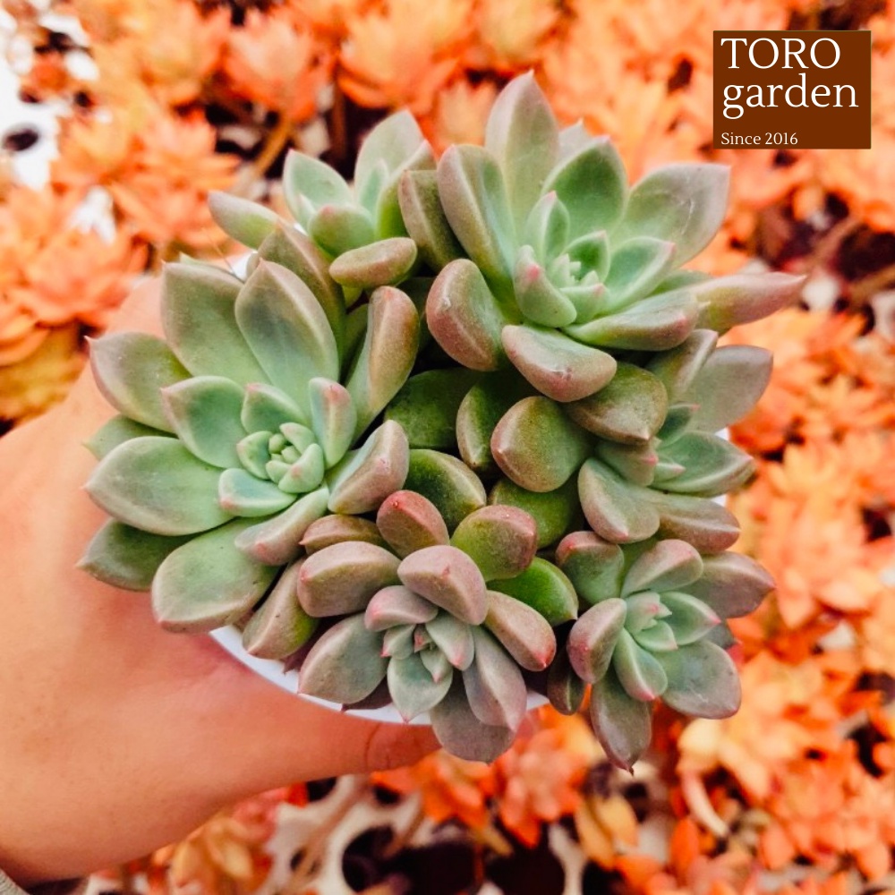 Sen đá aerolite Đà Lạt size trung bình cây cảnh trang trí nhà cửa Toro garden