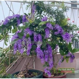 Cây hoa mai xanh thái chơi Tết
