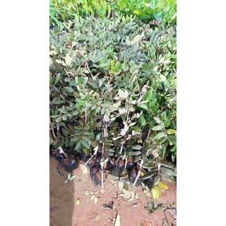 Cây giống nhãn xuồng tím