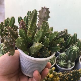 Xương rồng sao biển loại mà hoa ngẫu nhiên