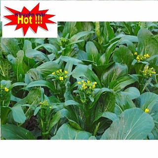 ⚡️HẠT GIỐNG RAU CẢI LÀN HOA VÀNG⚡️ NĂNG XUẤT CAO GIỐNG CHỐNG CHỊU SÂU BỆNH TẶNG KÍCH MẦM