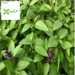 Hạt Giống Rau Húng Quế 2g