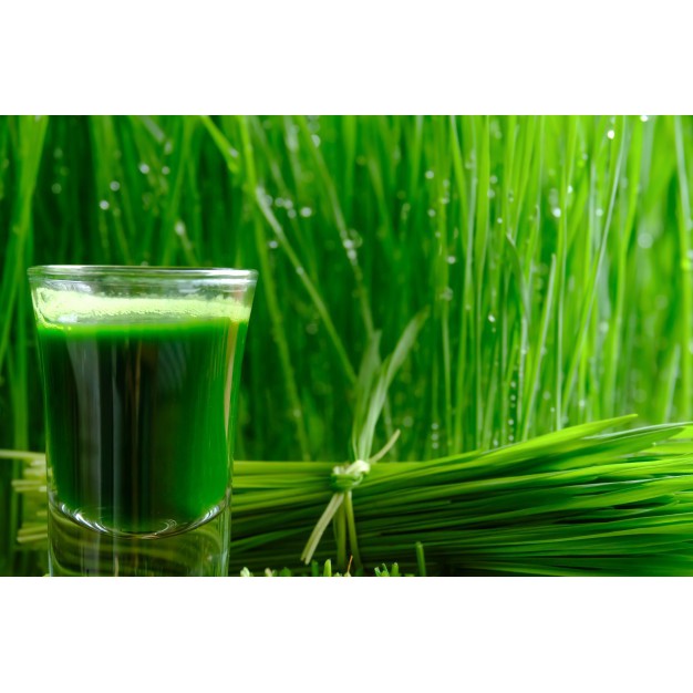 Hạt giống Cỏ Lúa Mì Hữu Cơ Sottolestelle 500gr -  Organic WheatGrass Seeds OL 12/2022 CLMYH